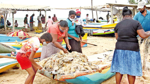 Energy crisis on fisheries